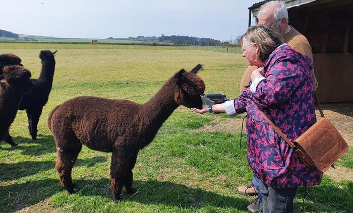 Alpaca Walking at Sweet Home Alpaca